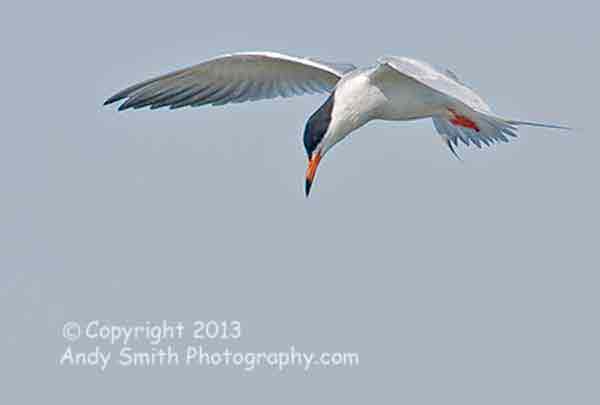 Forster's Tern Hovering